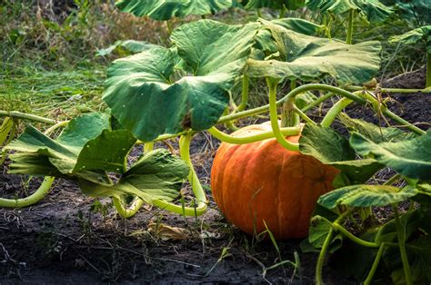 The Magic Punkin: From Folklore to Modern Magick